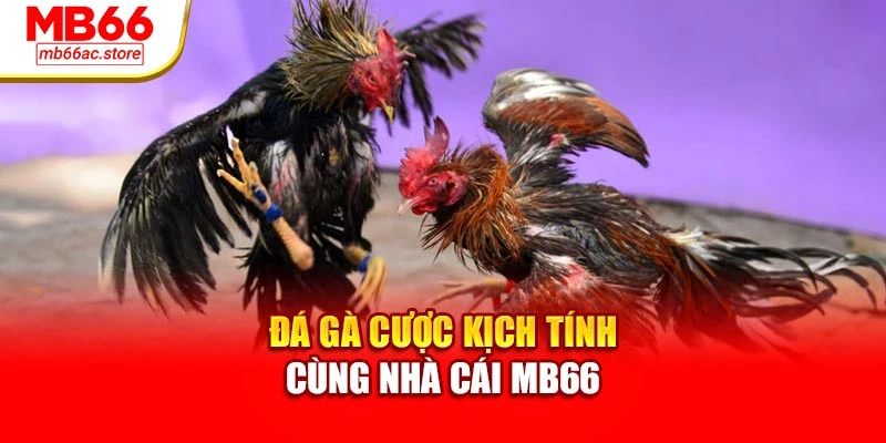 Đá gà cược kịch tính cùng nhà cái MB66
