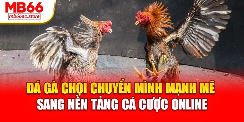 Đá gà chọi chuyển mình mạnh mẽ sang nền tảng cá cược online