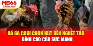 Đá Gà chọi cuốn hút đến nghẹt thở – Đỉnh cao của sức mạnh