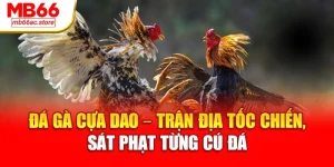 Đá Gà Cựa Dao – Trận địa tốc chiến, sát phạt từng cú đá