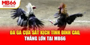 Đá Gà Cựa Sắt kịch tính đỉnh cao, thắng lớn tại MB66