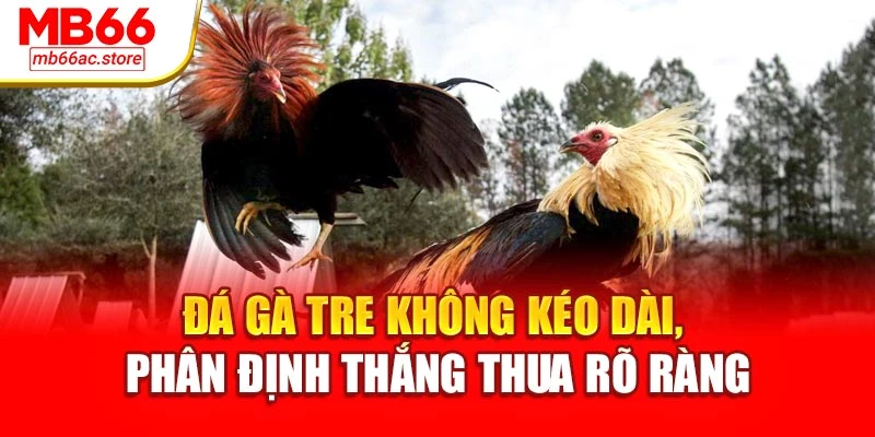 Đá gà tre không kéo dài, phân định thắng thua rõ ràng