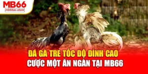 Đá Gà tre tốc độ đỉnh cao – Cuộc một ăn ngàn tại MB66