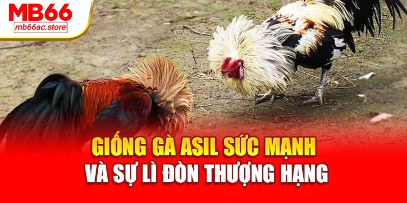 Giống gà Asil sức mạnh và sự lì đòn thượng hạng