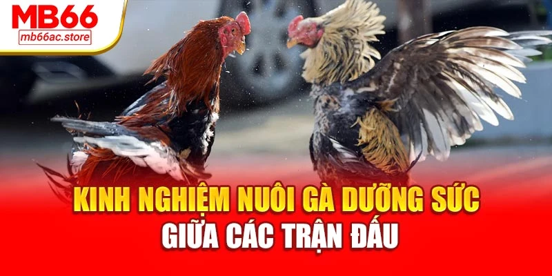 Kinh nghiệm nuôi gà dưỡng sức giữa các trận đấu