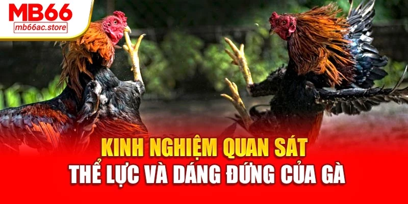 Kinh nghiệm quan sát thể lực và dáng đứng của gà