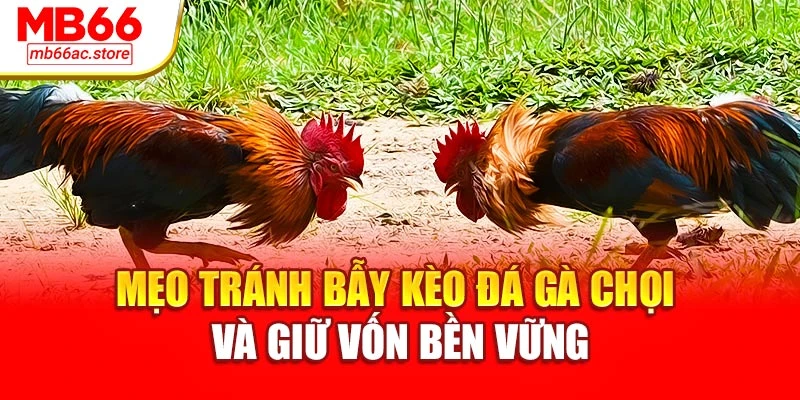 Mẹo tránh bẫy kèo Đá gà chọi và giữ vốn bền vững