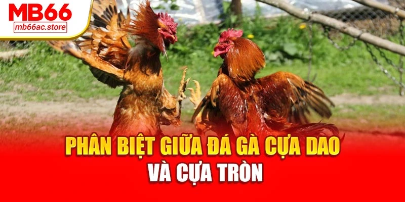 Phân biệt giữa đá gà cựa dao và cựa tròn