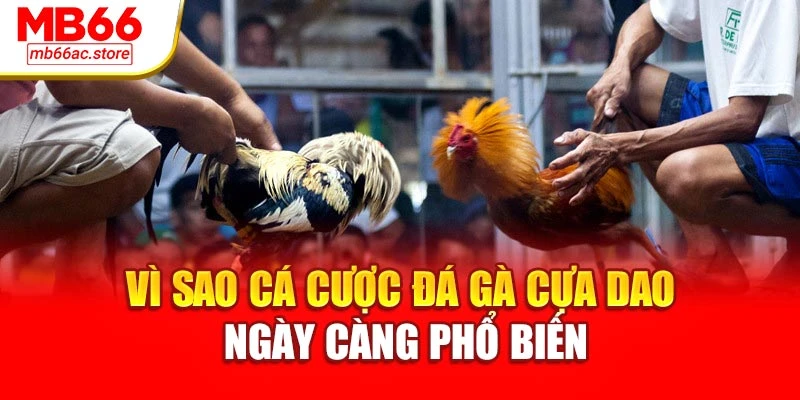 Vì sao cá cược đá gà cựa dao ngày càng phổ biến